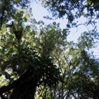 16. Sideroxylon majus - Bois de fer - SAPOTACEAE - Endemique Reunion.jpeg