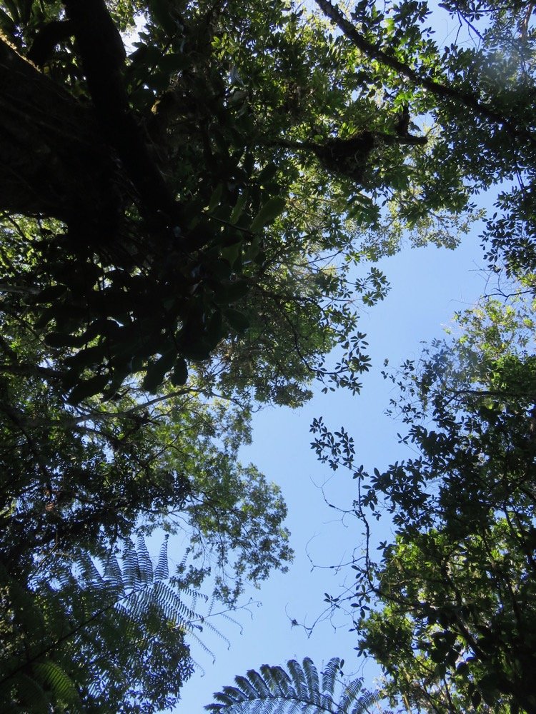17. Sideroxylon majus - Bois de fer - SAPOTACEAE - Endemique Reunion.jpeg