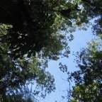 17. Sideroxylon majus - Bois de fer - SAPOTACEAE - Endemique Reunion.jpeg