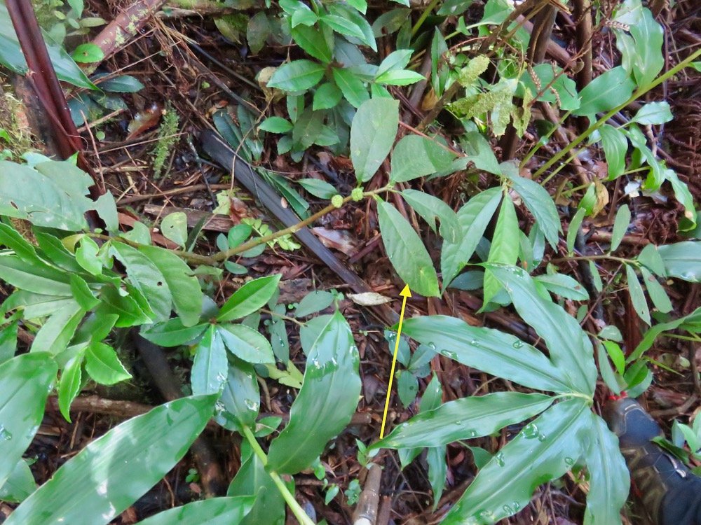 18. ??? Procris pedunculata Urticaceae IndigeÌ&euro;ne La ReÌunion.jpeg