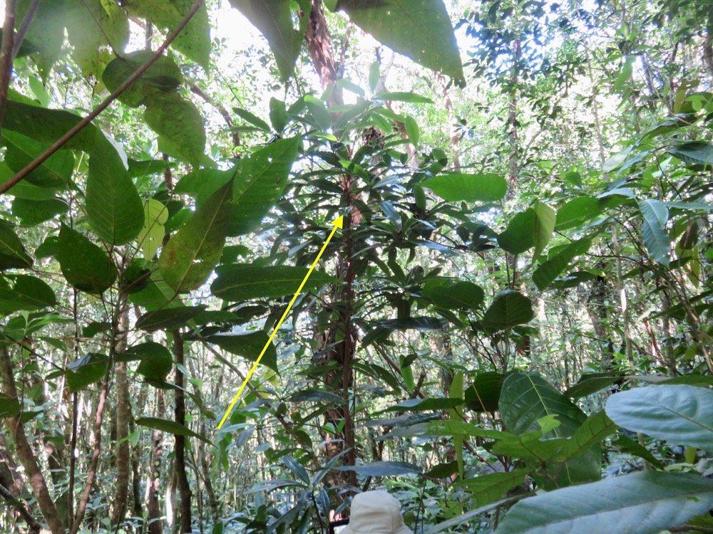 19. Jeune Sideroxylon majus - Bois de fer - SAPOTACEAE - Endemique Reunion.jpeg