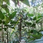19. Jeune Sideroxylon majus - Bois de fer - SAPOTACEAE - Endemique Reunion.jpeg