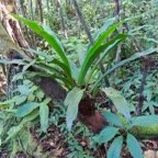 22. Anthrophium boryanum Langue de boeuf IndigeÌène La Réunion.jpeg
