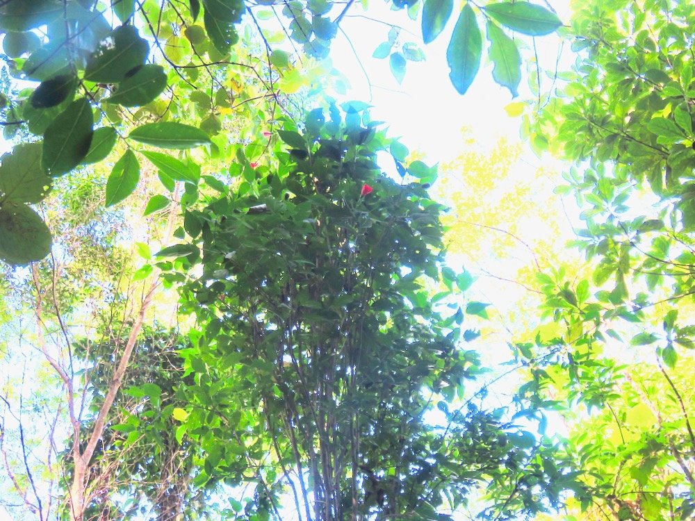 29. Chercher le rouge des fleurs de Hibiscus boryanus Foulsapate marron Malvaceae.jpeg