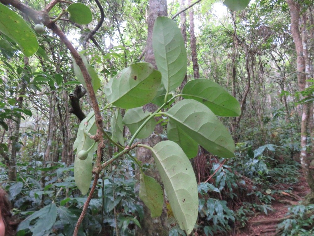 31. ??? Tambourissa elliptica Bois de bombarde Monimiaceae Endémique La Réunion.jpeg