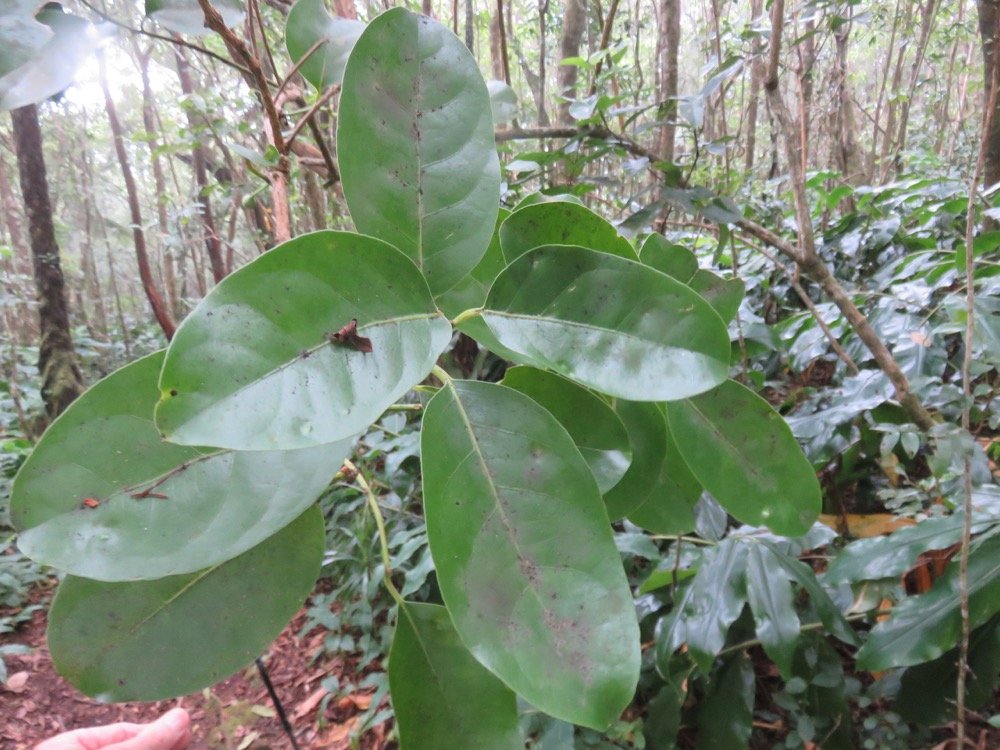 32. ??? Tambourissa elliptica Bois de bombarde Monimiaceae Endémique La Réunion.jpeg