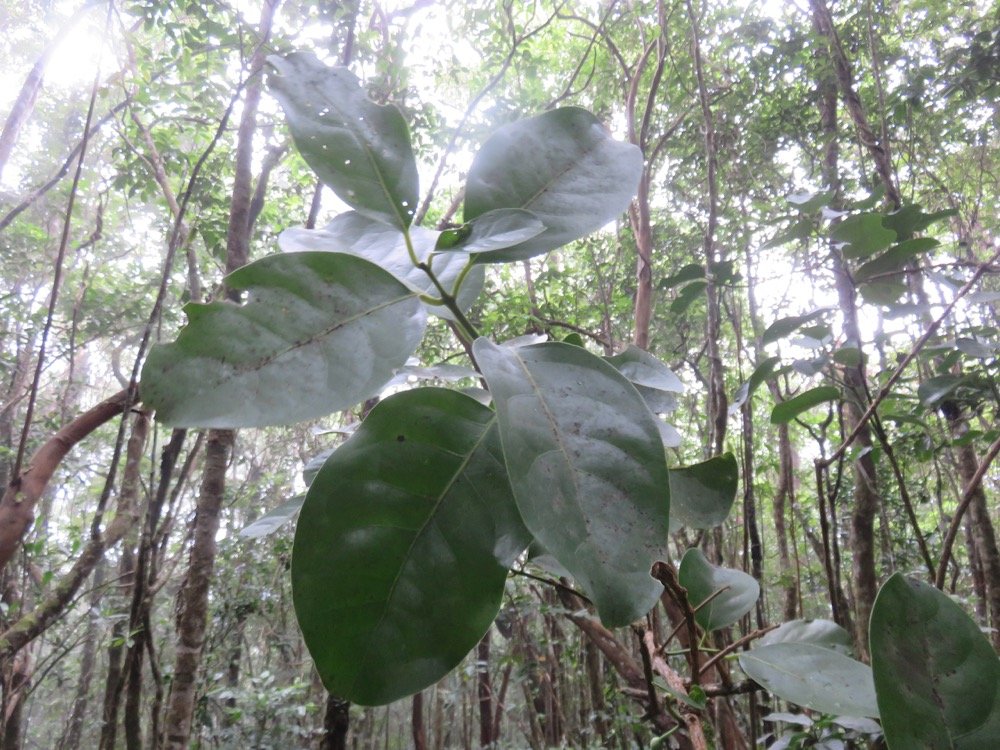 33. ??? Tambourissa elliptica Bois de bombarde Monimiaceae Endémique La Réunion.jpeg