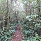 40. Le sentier du retour.jpeg