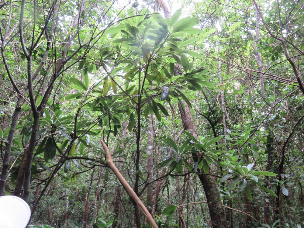 43. Sideroxylon majus - Bois de fer - SAPOTACEAE - Endemique Reunion.jpeg