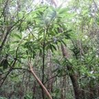 43. Sideroxylon majus - Bois de fer - SAPOTACEAE - Endemique Reunion.jpeg