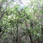 44. Sideroxylon majus - Bois de fer - SAPOTACEAE - Endemique Reunion.jpeg