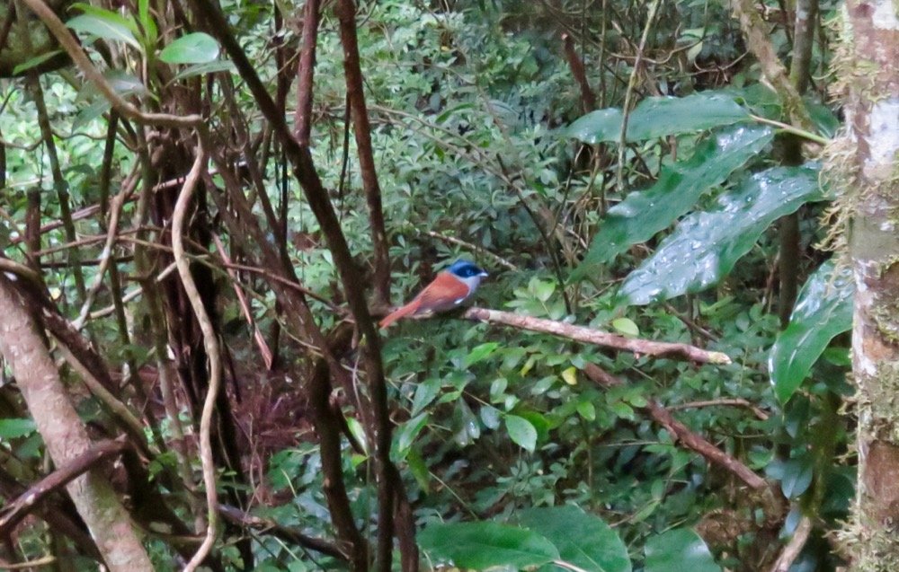 45. Chercher l'oiseau.jpeg