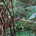 45. Chercher l'oiseau.jpeg