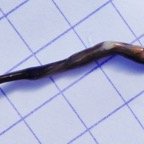 Plathelminthe (2).JPG