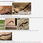 Plathelminthes terrestres de La Réunion.jpg