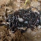 Platydemus manokwari sur cadavre de lombric (9).JPG