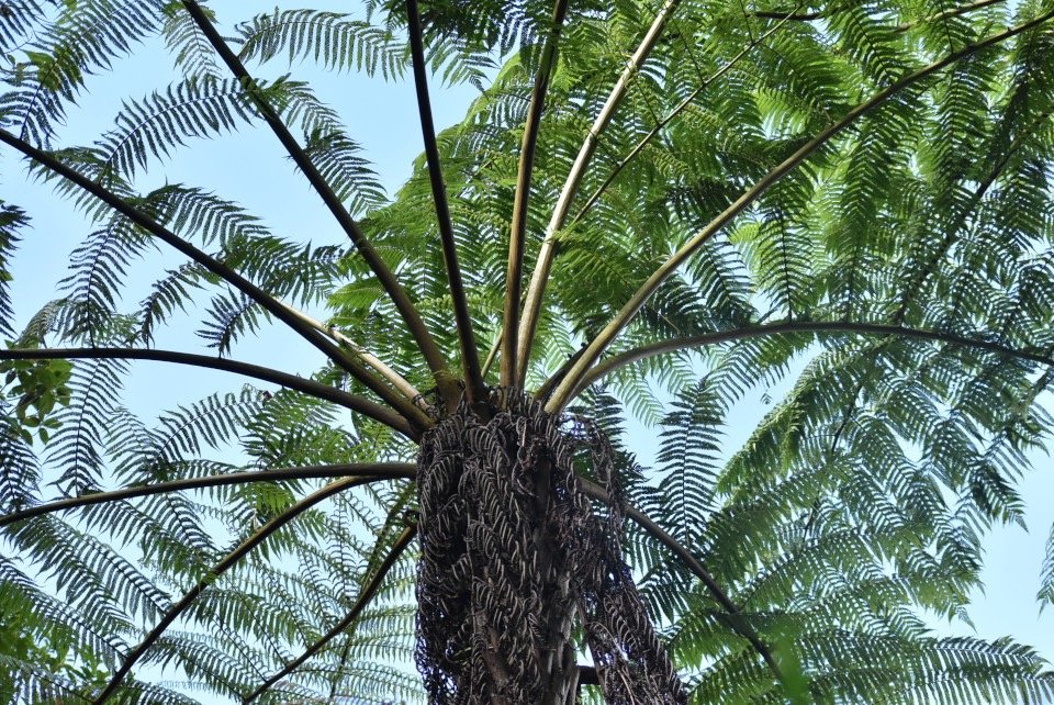 Alsophylla excelsa - Fanjan femelle - CYATHEACEAE - Endemique Mascareignes -.jpeg