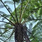 Alsophylla excelsa - Fanjan femelle - CYATHEACEAE - Endemique Mascareignes -.jpeg