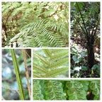 Athyrium arborescens (ex Diplazium) - ATHYRIACEAE - Endemique region malgache - 20230531_120539.jpg