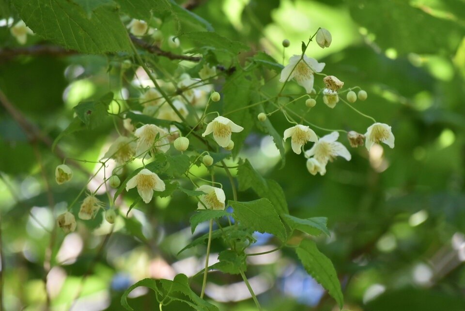 Clematis mauritiana - Liane marabit - RANUNCULACEAE - Indigene Reunion - MB3_2353.jpg