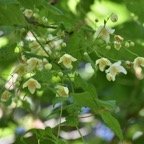 Clematis mauritiana - Liane marabit - RANUNCULACEAE - Indigene Reunion - MB3_2353.jpg