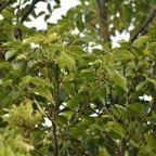 Ficus densifolia - Grand affouche - MORACEAE - Endemique Reunion Maurice - MB3_2400.jpg