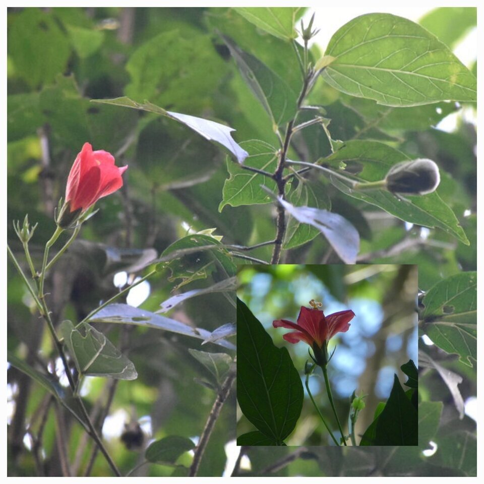 Hibiscus boryanus - Foulsapate marron - MALVACEAE - Endemique Reunion Maurica - 20230531_120802.jpg