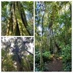 Les majestueux de la foret de Bon accueil - 20230531_121700.jpg