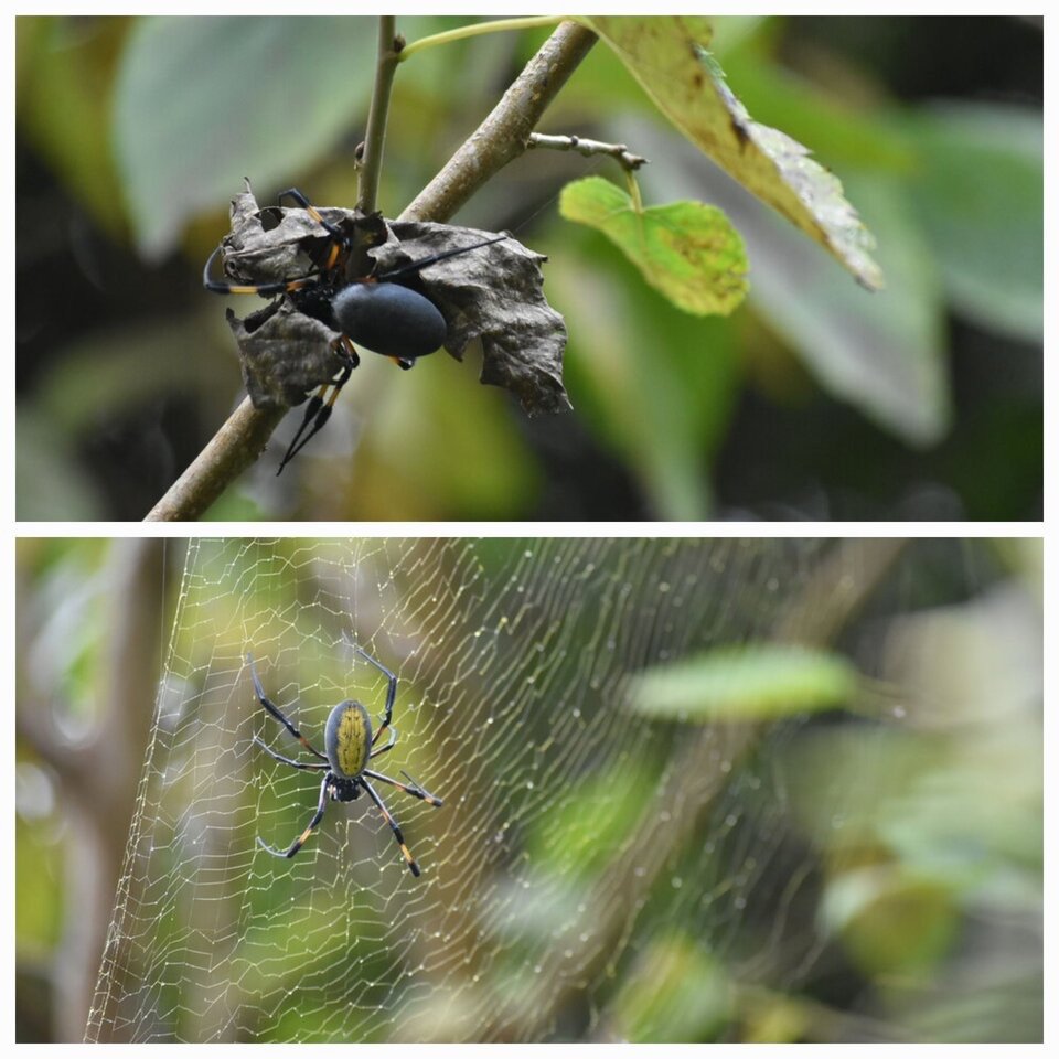 Nephila inaurata inaurata - Bibe - NEPHILIDAE - Endémique Mascareignes - 20230531_120254.jpg