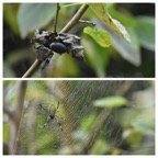 Nephila inaurata inaurata - Bibe - NEPHILIDAE - Endémique Mascareignes - 20230531_120254.jpg