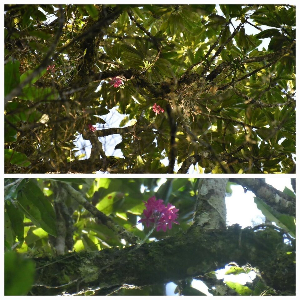 Orchidees pompon (Epidendrum) perchées sur les branches du majestueux Bois de fer - 20230531_120944.jpg
