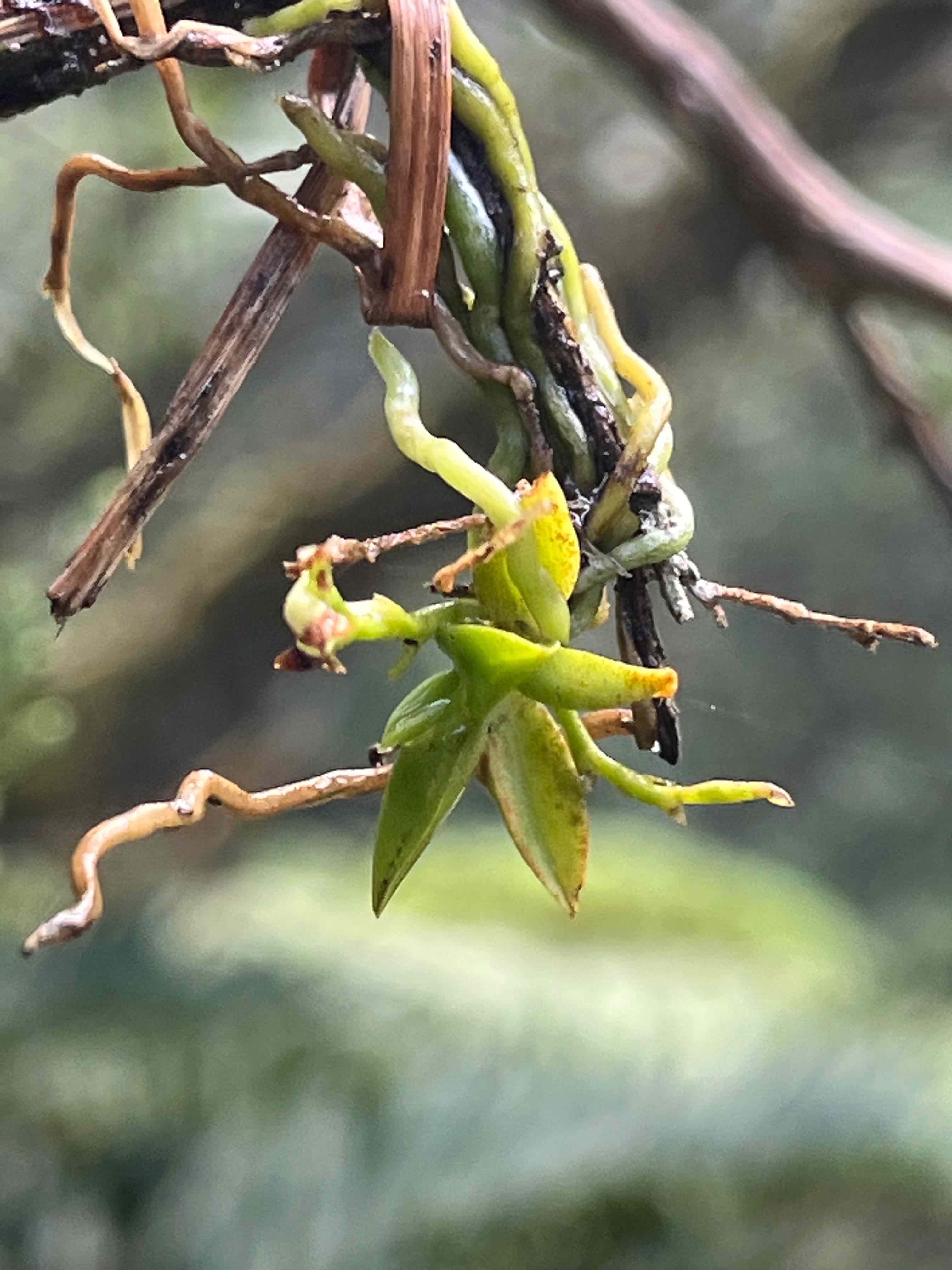 1. Angraecum tenellum Orchidaceae ENDEMIQUE LA REUNIONDIGENE LA REUNION