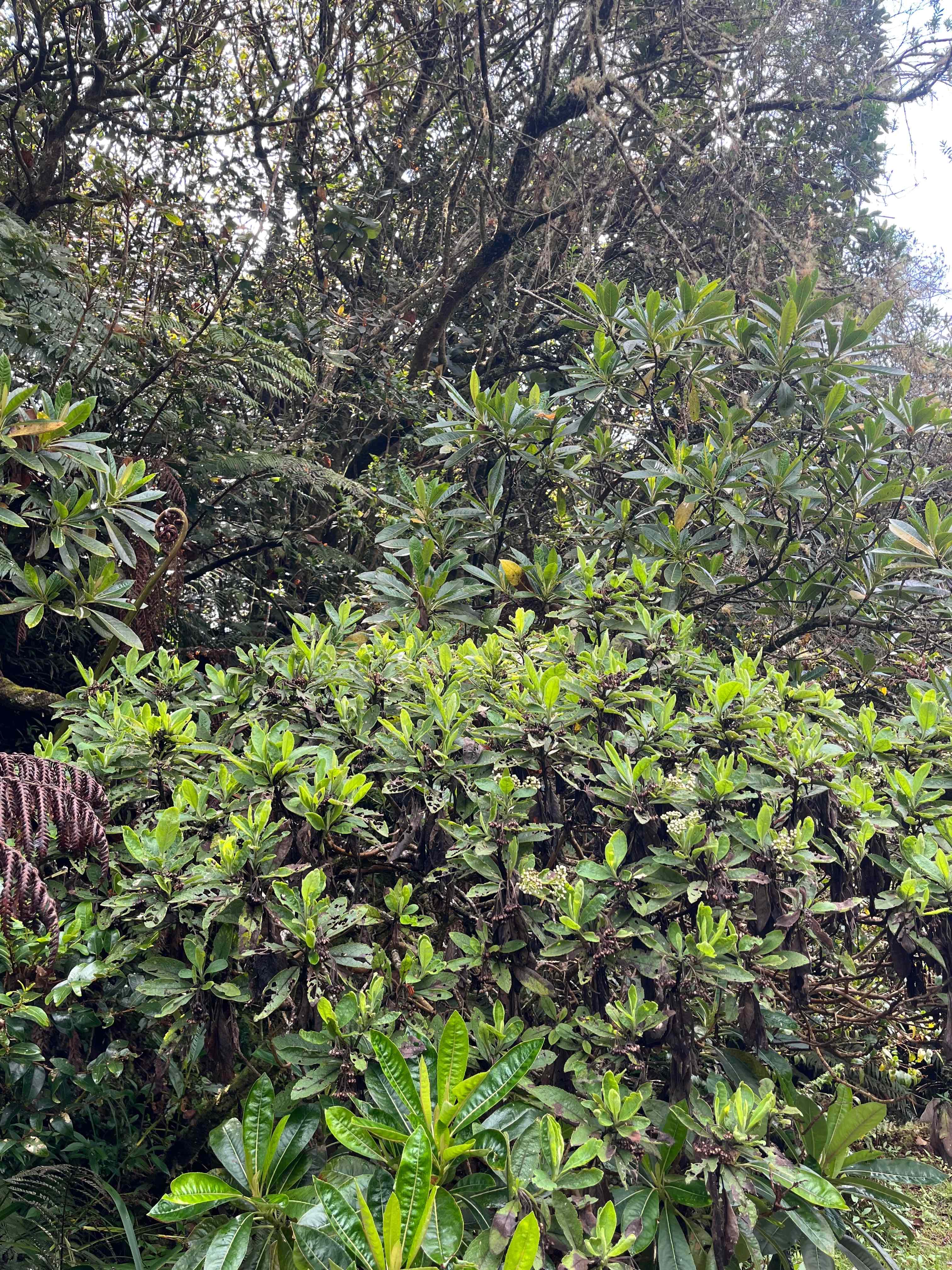 14. In situ  au centre Psiadia amygdalina Asteraceae ENDEMIQUE LA REUNION