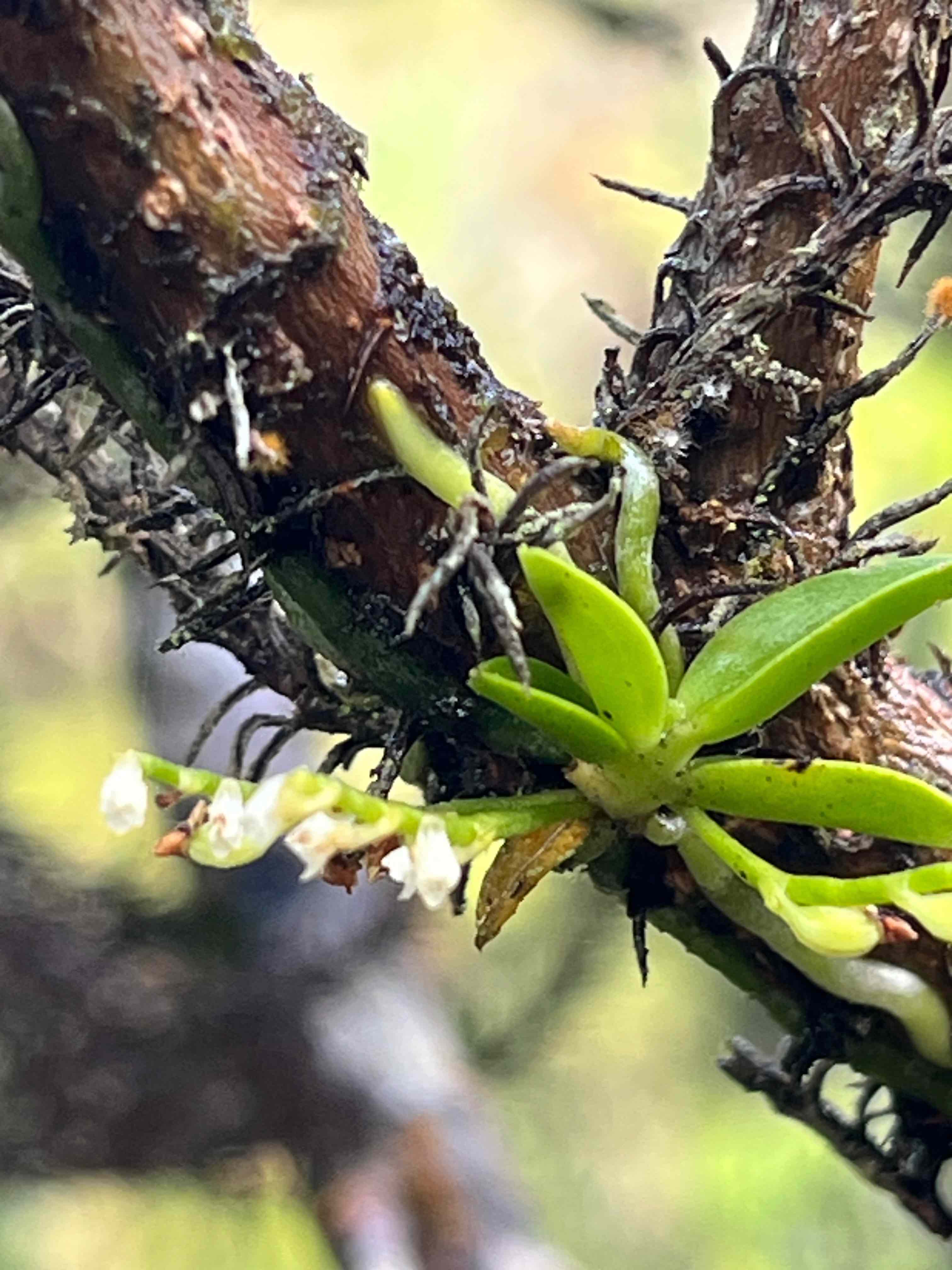 2. Angraecum tenellum Orchidaceae ENDEMIQUE LA REUNIONDIGENE LA REUNION