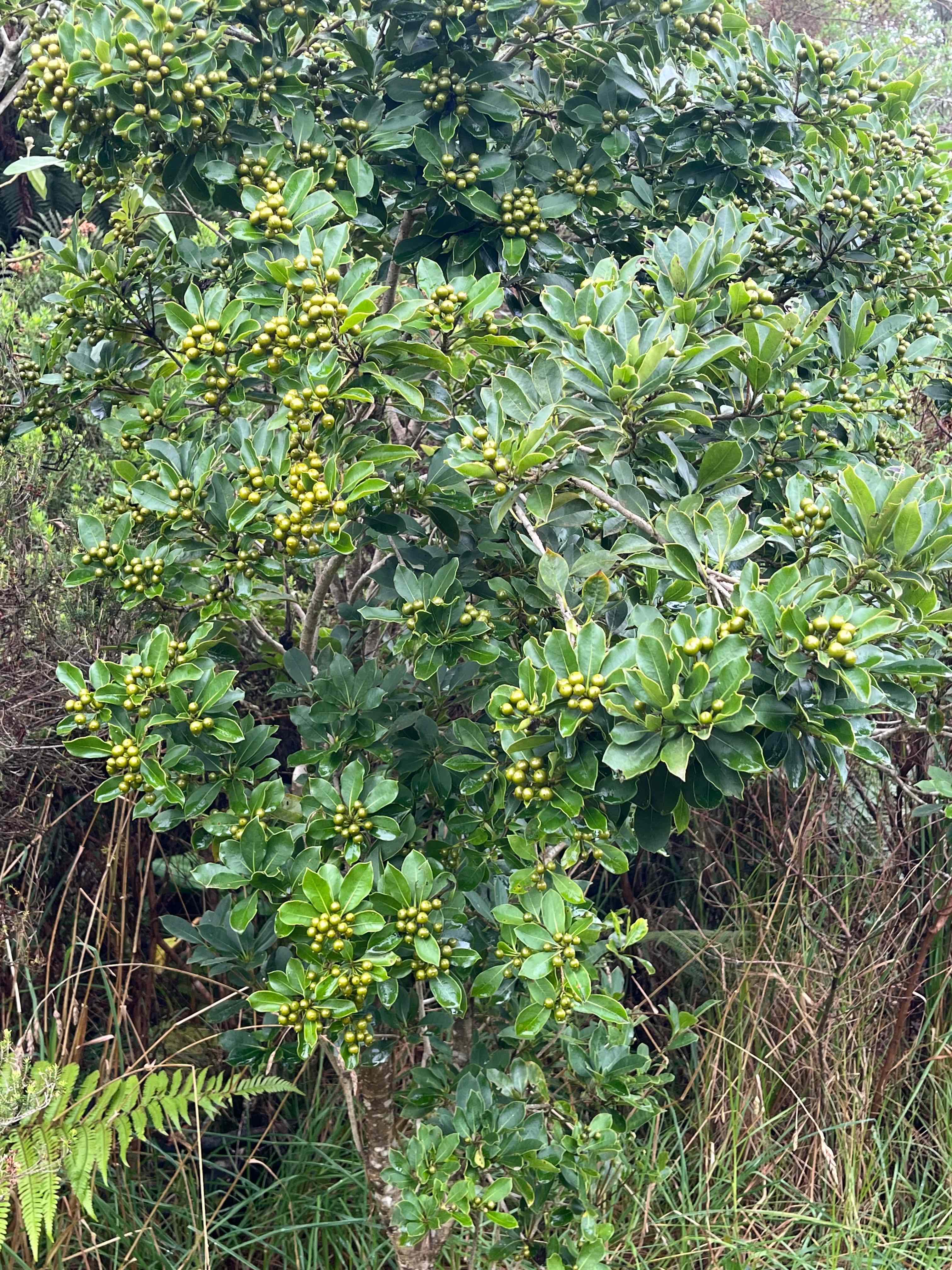22. Pittosporum senacia subsp reticulatum Bois de joli coeur des hauts Pittosporaceae ENDEMIQUE LA REUNION