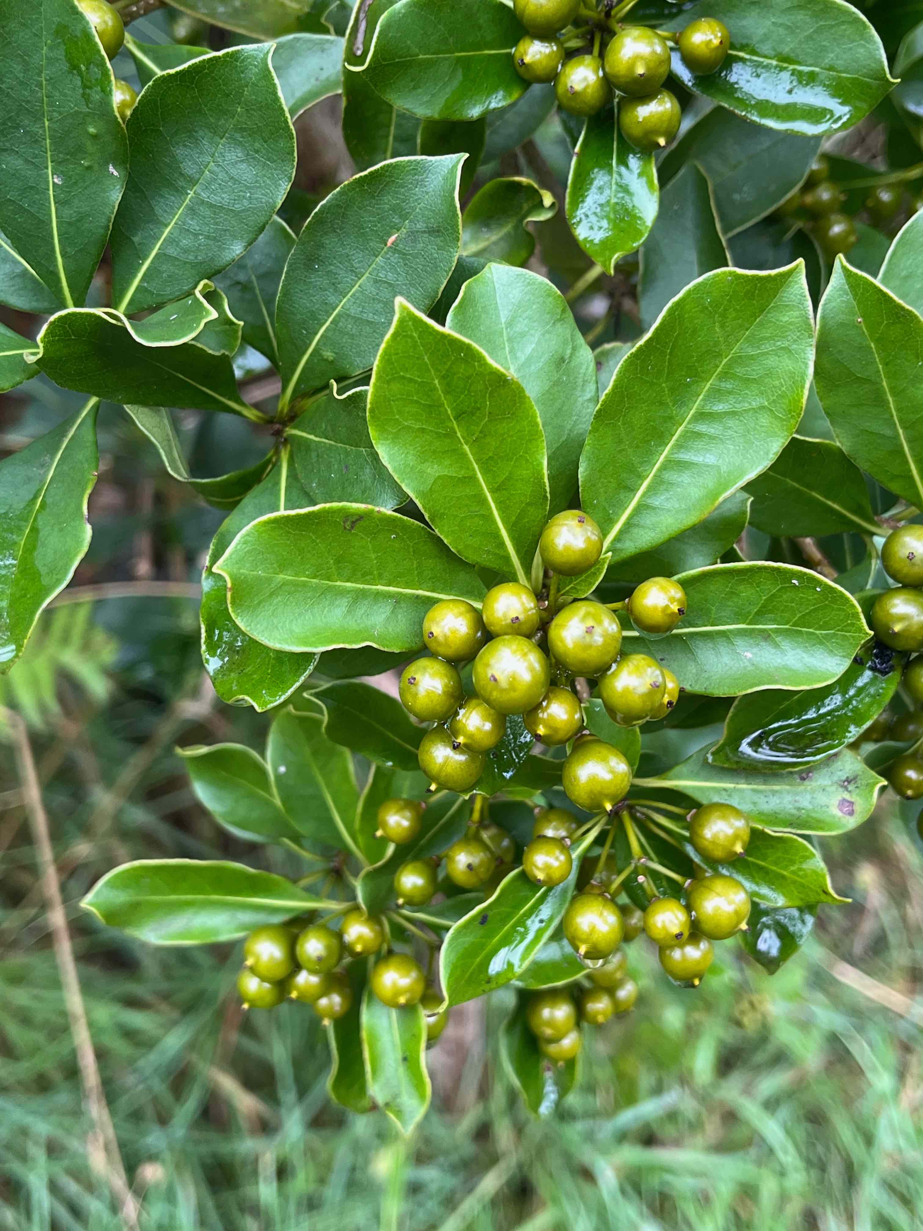 23. Fruits Pittosporum senacia subsp reticulatum Bois de joli coeur des hauts Pittosporaceae ENDEMIQUE LA REUNION