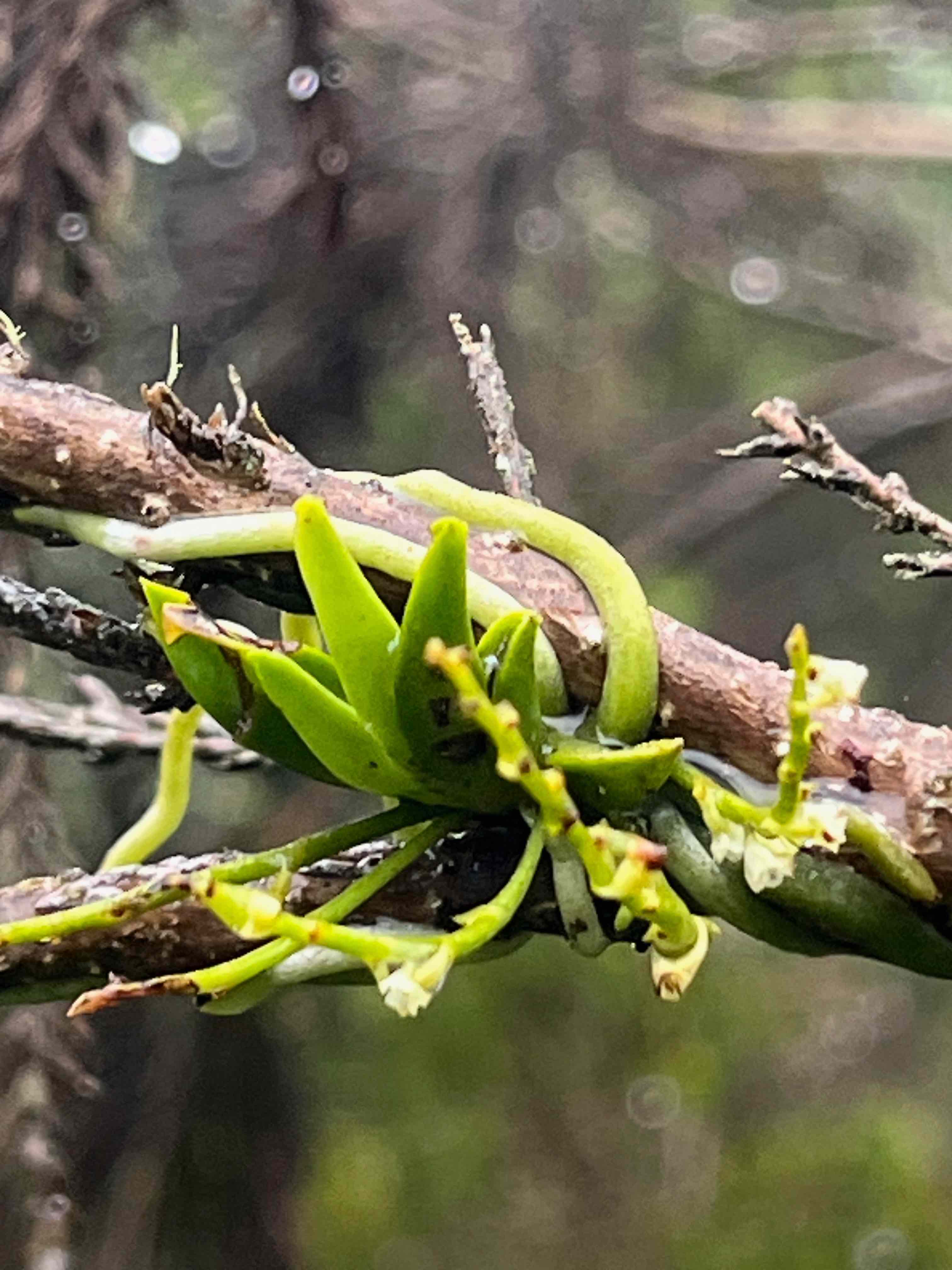 39. Fleur de Angraecum tenellum Orchidaceae ENDEMIQUE LA REUNIONDIGENE LA REUNION.