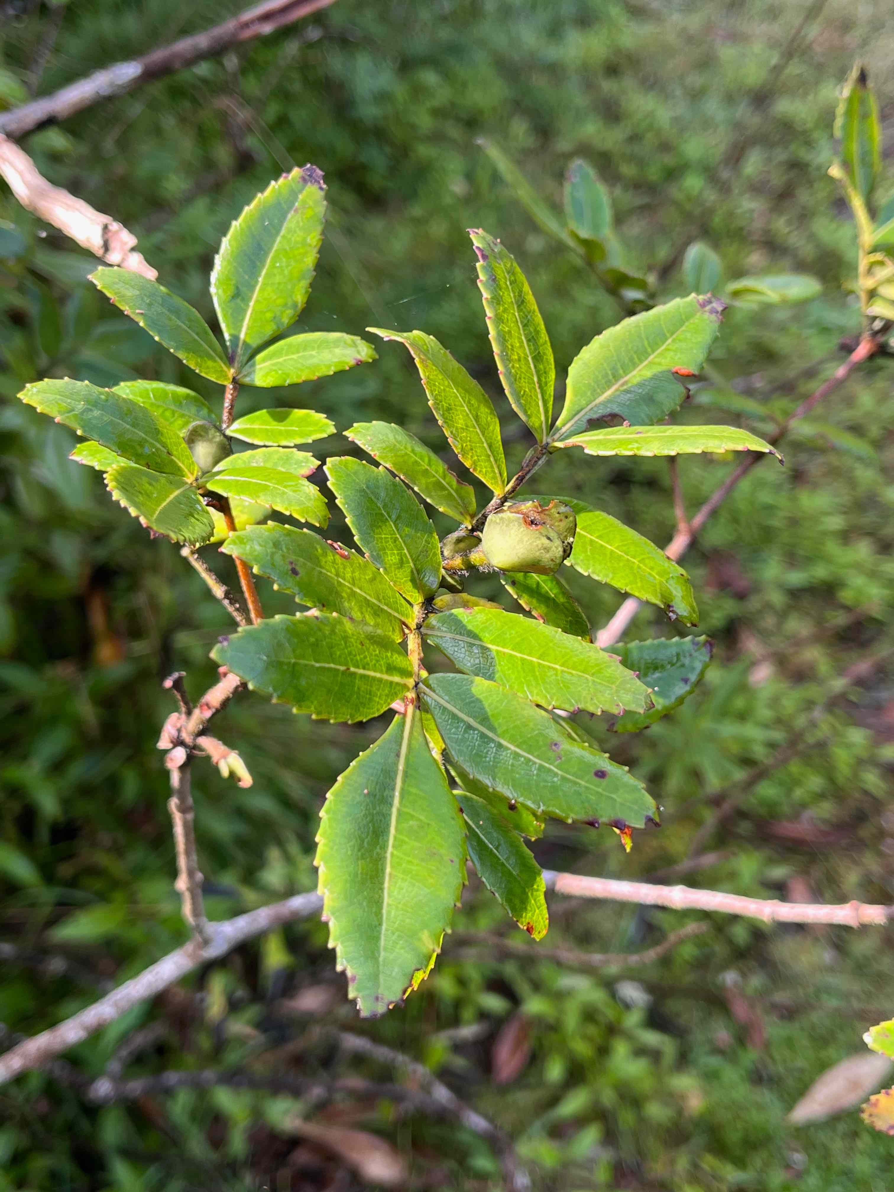 5. Weinmannia mauritiana Petit bois de tan Cunoniaceae ENDEMIQUE LA REUNION, MAURICE