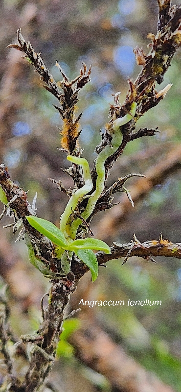1 Angraecum tenellum Orchidaceae ENDEMIQUE LA REUNION 