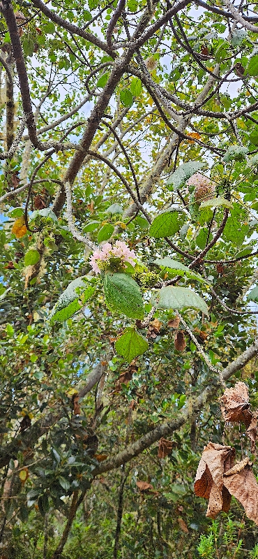 10 Dombeya pilosa Mahot blanc Malvaceae ENDEMIQUE LA REUNION