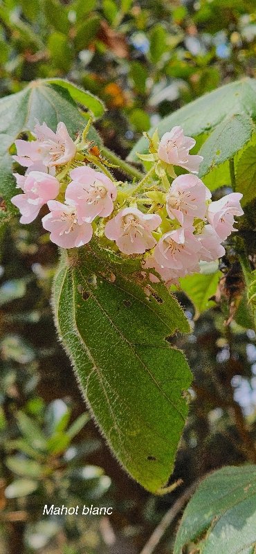 11 Dombeya pilosa Mahot blanc Malvaceae ENDEMIQUE LA REUNION