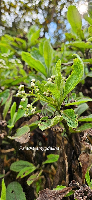 12 Psiadia amygdalina Asteraceae ENDEMIQUE LA REUNION