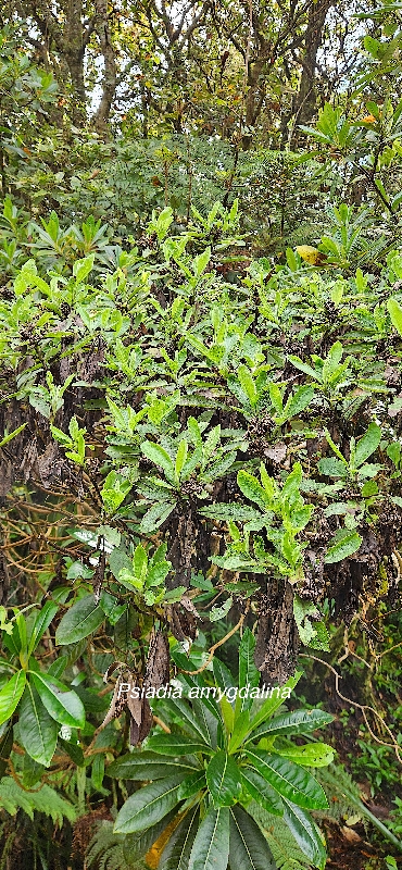 13 Psiadia amygdalina Asteraceae ENDEMIQUE LA REUNION 