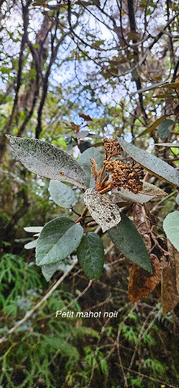 19 Dombeya ferruginea Petit mahot noir Malvaceae ENDEMIQUE LA REUNION, MAURICE