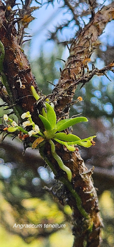 2 Angraecum tenellum Orchidaceae ENDEMIQUE LA REUNION 