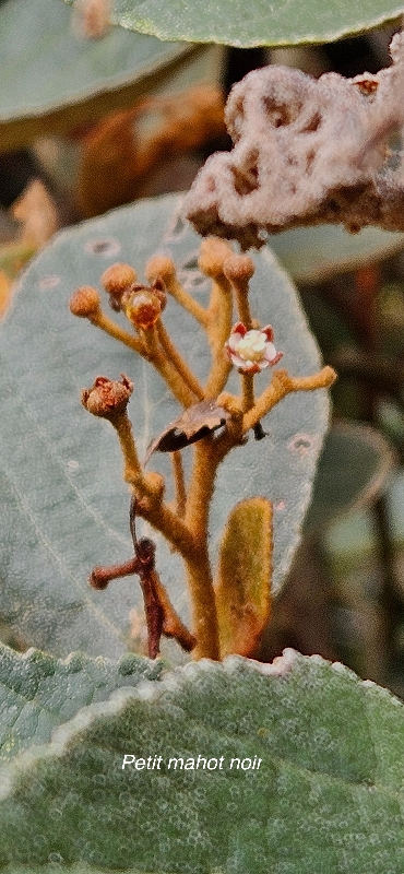20 Dombeya ferruginea Petit mahot noir Malvaceae ENDEMIQUE LA REUNION, MAURICE 