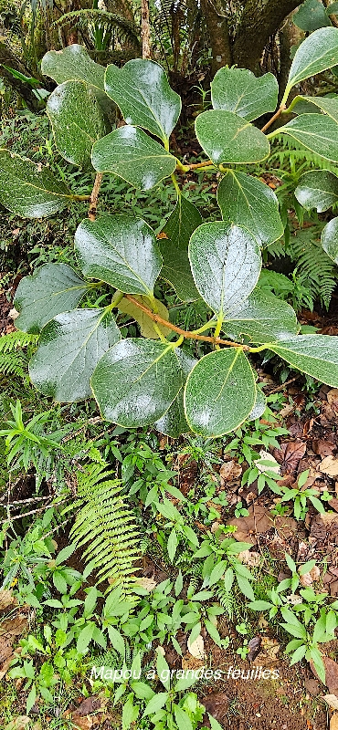 21 Monimia rotundifolia Mapou A grandes feuilles Monimiaceae ENDEMIQUE LA REUNION 