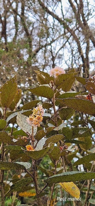 22 Dombeya ficulnea Petit mahot Malvaceae ENDEMIQUE LA REUNION