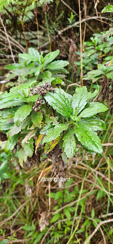 24 Psiadia dentata Bois collant Asteraceae ENDEMIQUE LA REUNION