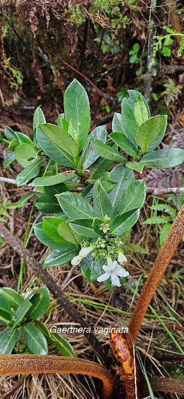 25 Gaertnera vaginata Losto CAFE Rubiaceae ENDEMIQUE LA REUNION